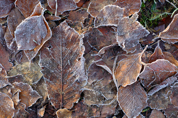 Leichter Frost am Waldboden