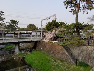 Fototapeta premium cherry blossom and bloom in spring