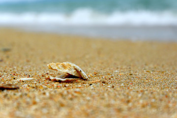 Seashore with shells