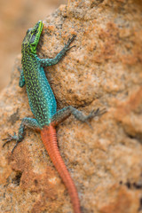 Naklejka na ściany i meble Colorful Northen Blue Tounge Skinks Lizard