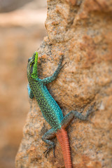 Colorful Northen Blue Tounge Skinks Lizard