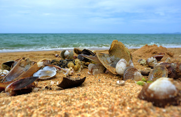Seashore with shells