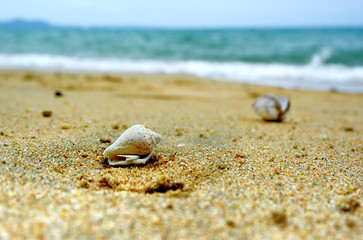 Seashore with shells