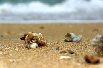 Obraz na płótnie Canvas Seashore with shells