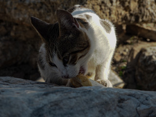 Turkey、トルコ、旅行、トルコ旅行、新婚旅行、気球、猫、遺跡、パムッカレ、きれい、きれいな景色、自然、雄大、