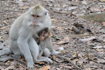 A cute monkey family lives in a natural forest of Bali, Indonesia - mother with baby.