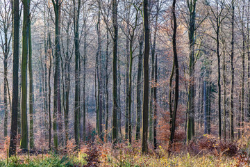  path with spectacular shadow in the Taunus forest near Glashuetten at the Feldberg area