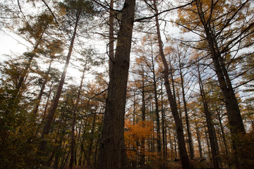 【山梨県】富士山の麓の秋の唐松の森