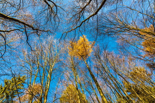  path with spectacular shadow in the Taunus forest near Glashuetten at the Feldberg area