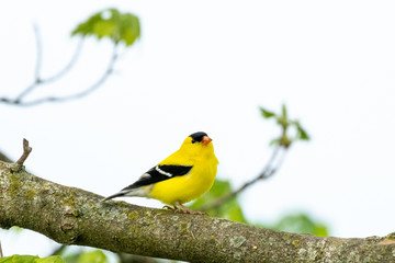 Spring Goldfinch A brilliantly colored male American Goldfinch perches in a Maple Tree on a cool spring morning.