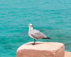 Seagull Bird At Turquoise Sea