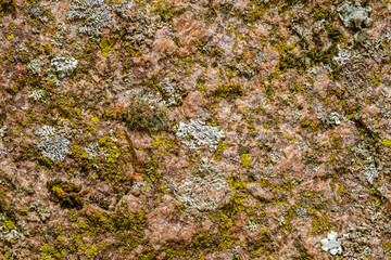 Lichen and mossy texture pattern background on a rock