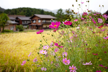Fototapeta na wymiar SHIRAKAWA-GO, JAPAN - 24 September, 2019; Beautiful pink flowers with the well preserved gassho-zukuri farmhouses and rice paddy in the background. Declared a UNESCO world heritage site in 1995.