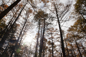 【山梨県】富士山の麓の秋の唐松の森