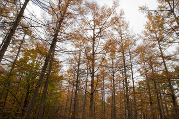 Fototapeta premium 【山梨県】富士山の麓の秋の唐松の森