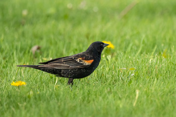 Redwing Blackbird A Redwing Blackbird forages in the lawn amid spring, Dandelion blossoms.