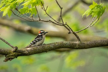 A Downy Woopecker sits on a branch in the Maple Tree.