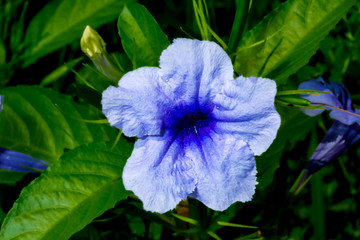Purple Flower with Green Leaves 