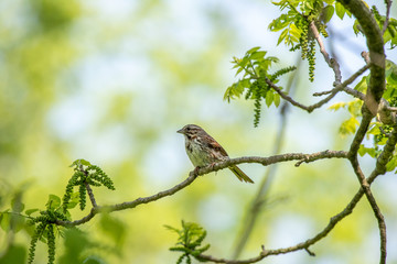 Sparrow in Woods A Sparrow perches on a branch at the edge of a small woods.