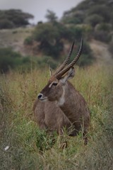 Antilope du Serengeti