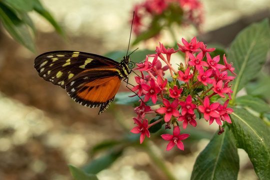 A Tiger Lonwing Butterfly feeds on pink flowers in a butterfly conservatory.