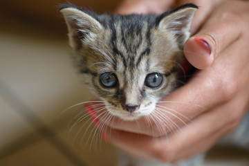 Gatto e cucciolo in una mano
