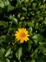 yellow flower on green background of grass