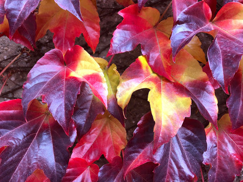 Autumnal concept wih colorful leaves. Ideal design to use as a frame, texture, background or pattern. 