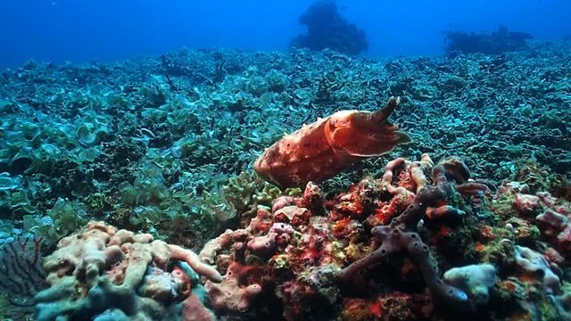 a cute small cuttlefish