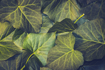 Beautiful background of ivy leaves. Green-yellow ivy leaf.