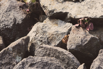 Echse in den Steinen