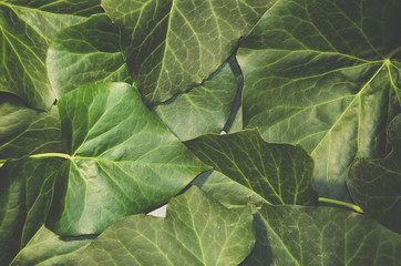 Beautiful background of ivy leaves. Green-yellow ivy leaf.
