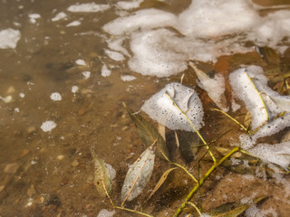 branch with leaves in the water, the river Oka.