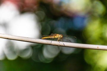 Libelle auf einer Stromleitung in Kirgisistan