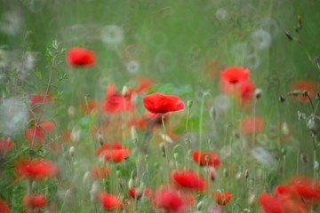 Paesaggio di campagna rurale con piante e fiori