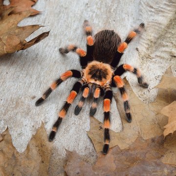 Birdeater tarantula spider Brachypelma smithi in natural forest environment. Bright orange colourful giant arachnid.
