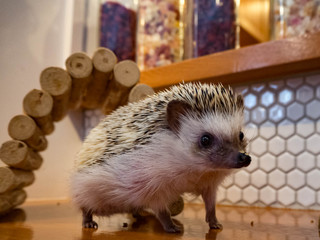 ハリネズミカフェにて遊ぶハリネズミ