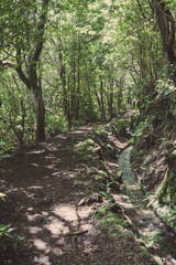 Fototapeta premium Wanderweg mit Levada