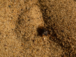 bug crawls on the sand on the river Bank, Russia.