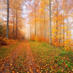 Mysteriöser Morgennebel in einem wunderschönen Buchenwald. Waldweg mit Herbstbäumen mit gelbem und orangefarbenem Laub. Heidelberg, Deutschland © Alex Stemmer