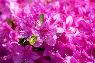 Fototapeta na wymiar Bright pink Azalea blossoms in spring sunshine.