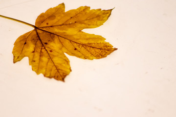 Herabgefallene Blätter auf einem Leuchttisch zeigen ihre filigranen Blattadern im durchscheinenden Licht mit feinen Strukturen für Photosynthese als Lebenselixier von Baum und Mensch