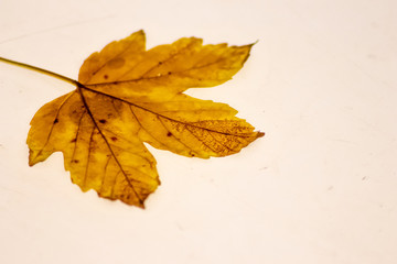 Herabgefallene Blätter auf einem Leuchttisch zeigen ihre filigranen Blattadern im durchscheinenden Licht mit feinen Strukturen für Photosynthese als Lebenselixier von Baum und Mensch