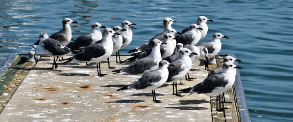 Seagulls by the river at boat marina dock St. Augustine, Florida