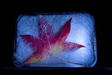 Foglia all'interno di un blocco di ghiaccio