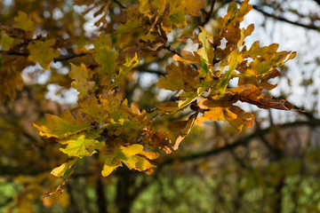 Autumn nature outdoor plant blossom