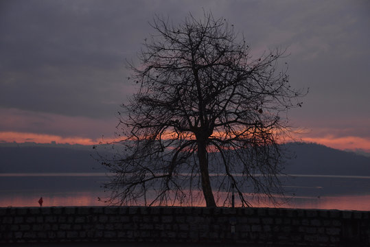 Lago di Viverone in Piemonte, Italia. Albero solitario in riva al lago al tramonto