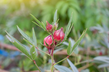 Rosella, Jamaican Sorel, Roselle, Rozelle, Sorrel, Red Sorrel, Kharkade, Karkade, Vinuela or Cabitutu on tree with sunlight, Is a Thai herb.