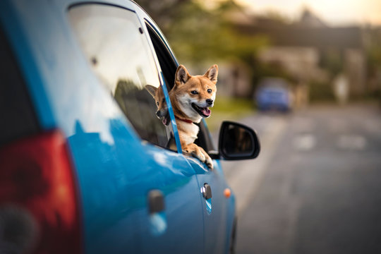 chien a la fen&ecirc;tre de la voiture 