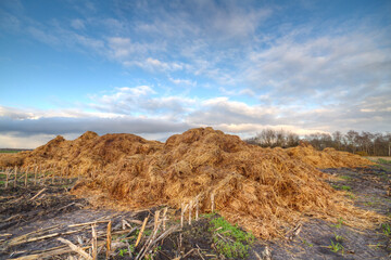 Heap of horse manure on a maize field with stubbles under a blue sky with clouds